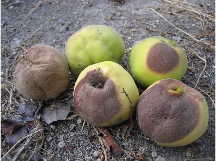 Monilia frutto