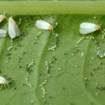 mosca bianca