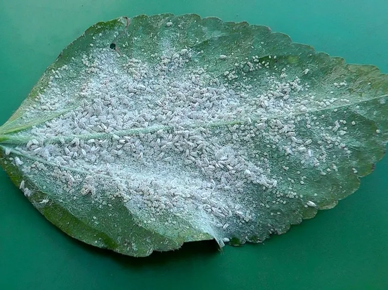 mosca bianca foglie