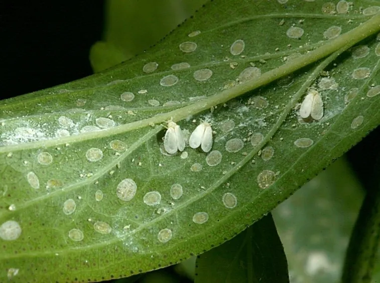 mosca bianca infestazione