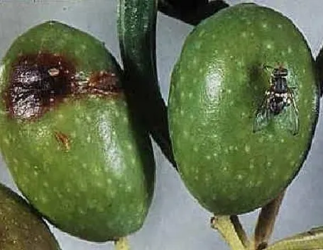 moscaolivo1_zps42f7f70c