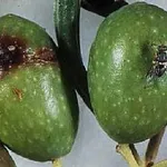 moscaolivo1_zps42f7f70c