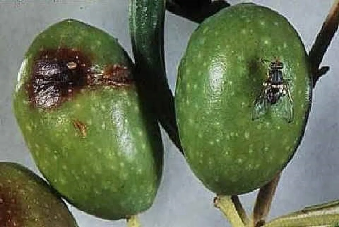 moscaolivo1_zps42f7f70c