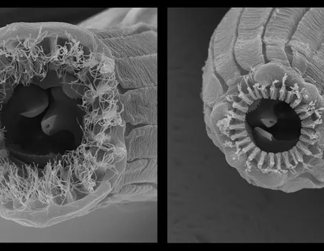 Microscopio nematode