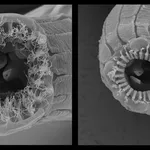 Microscopio nematode
