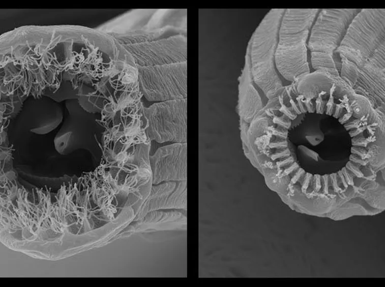 Microscopio nematode
