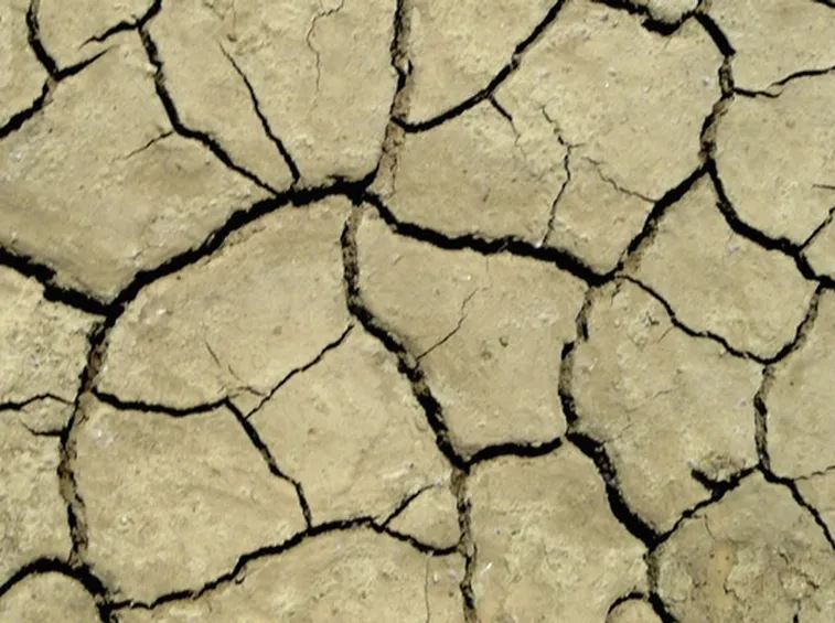 Terreno parassiti