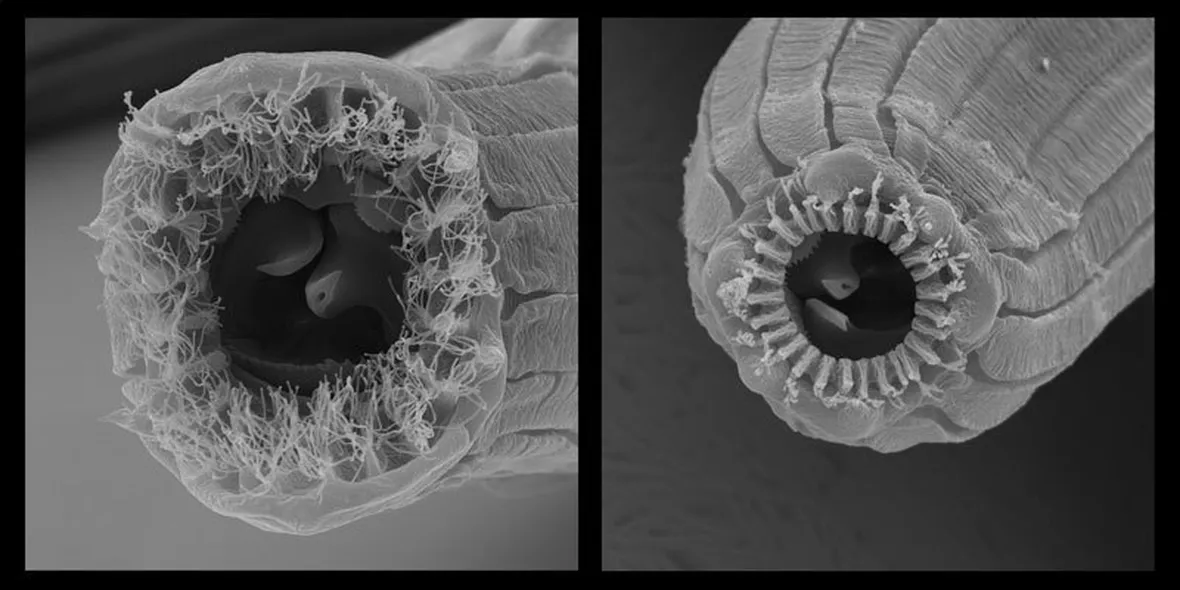 Microscopio nematode
