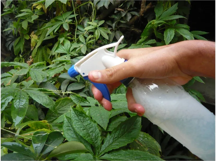 Nebulizzare pianta