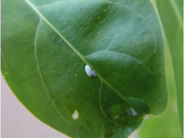 Cocciniglia trattamento insetticida