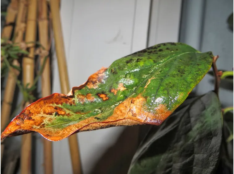 Foglia piante cocciniglia