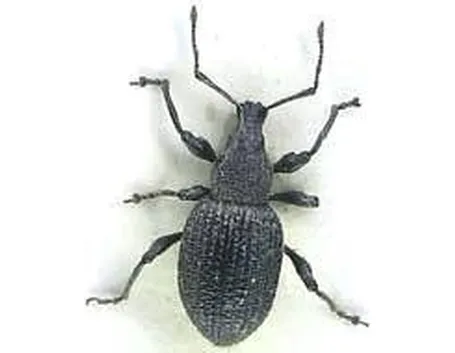 oziorrinco1
