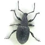 oziorrinco1