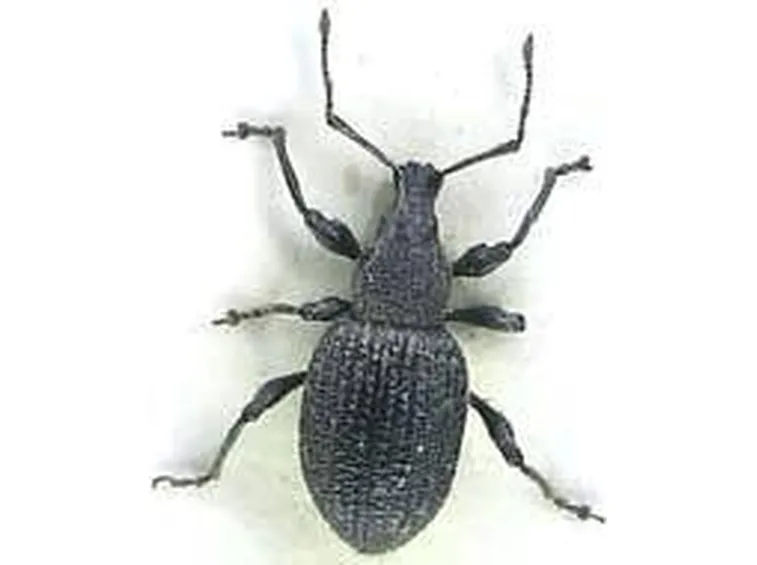 oziorrinco1