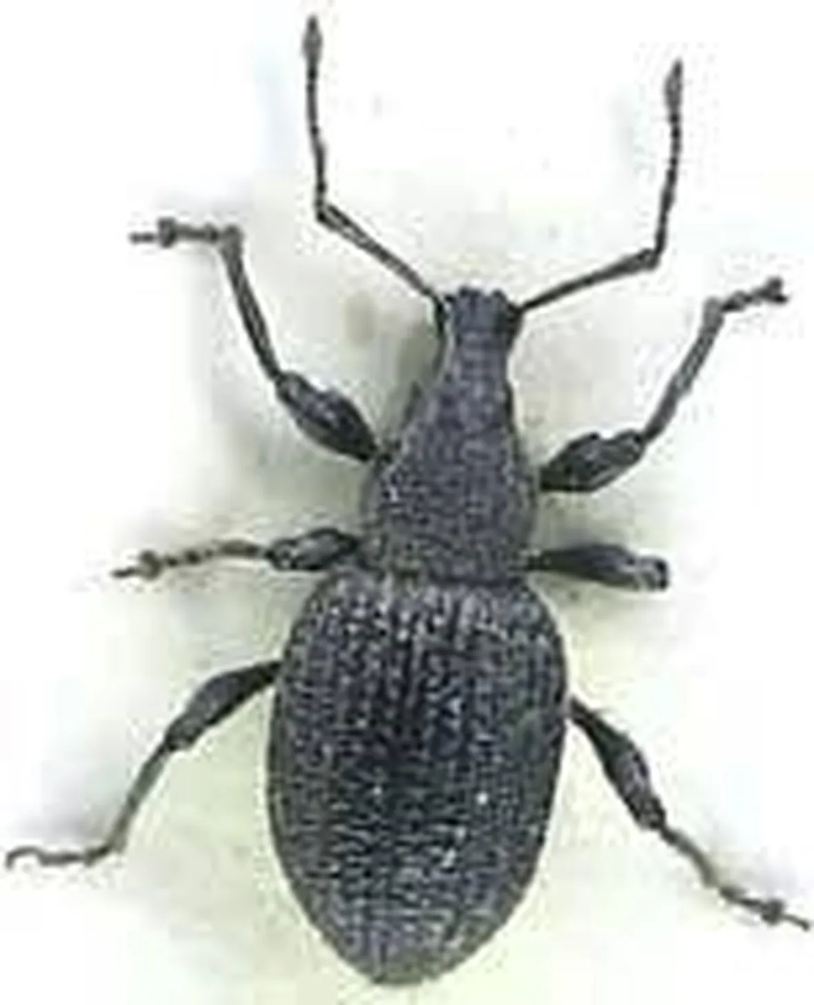 oziorrinco1