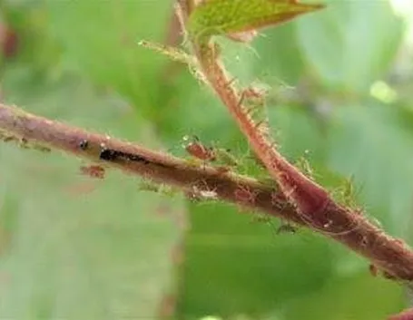 pidocchipiante1