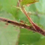 pidocchipiante1