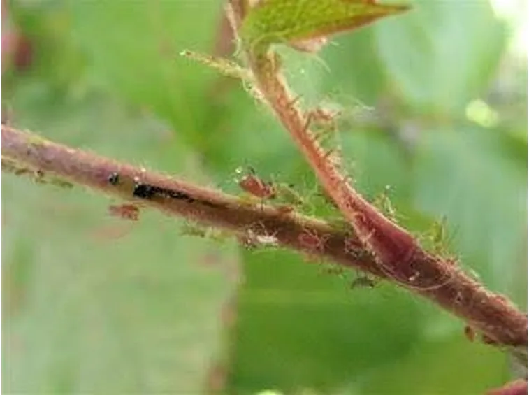 pidocchipiante1