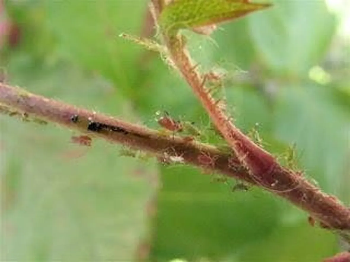 pidocchipiante1
