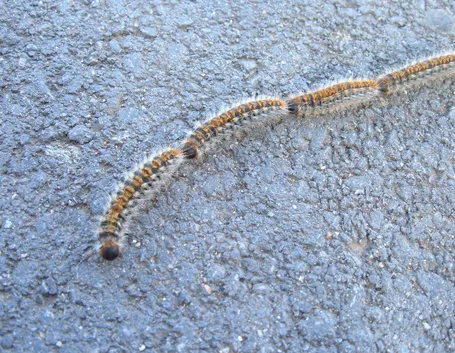 Thaumetopoea pityocampa