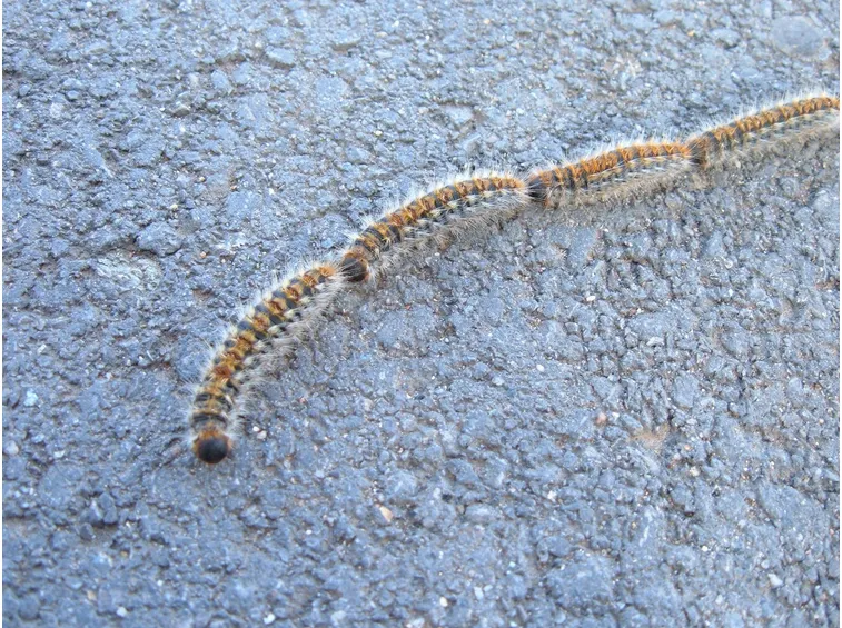 Thaumetopoea pityocampa