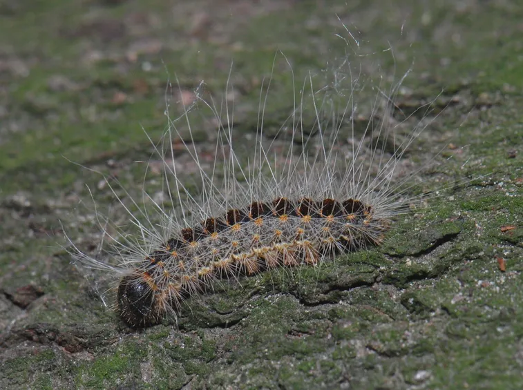 Larva di Thaumetopoea processionea