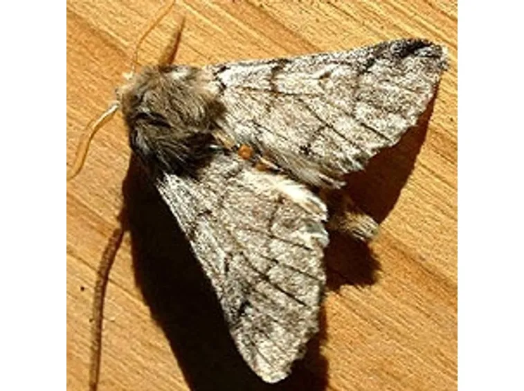 Femmina di processionaria
