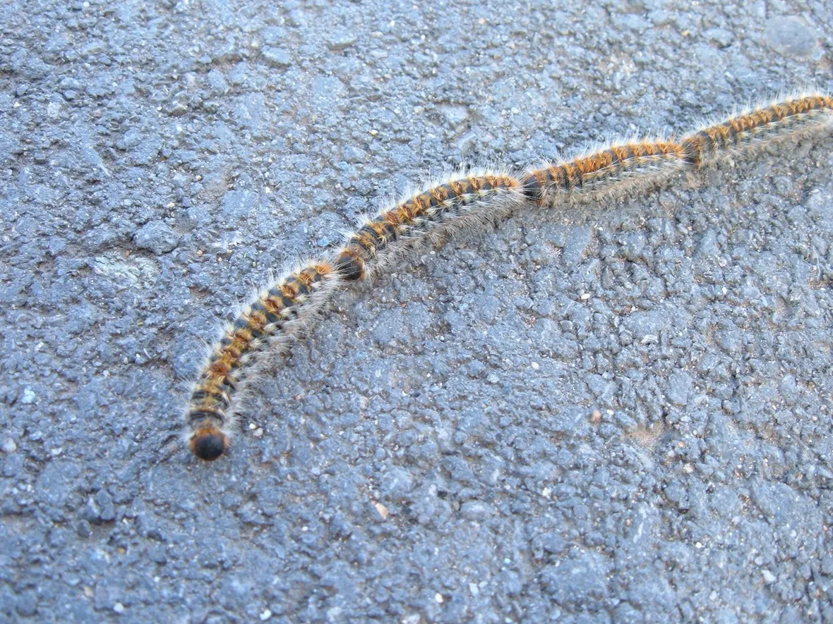Thaumetopoea pityocampa