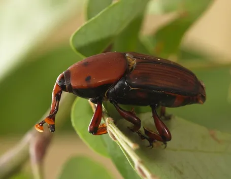 Punteruolo rosso