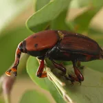 Punteruolo rosso