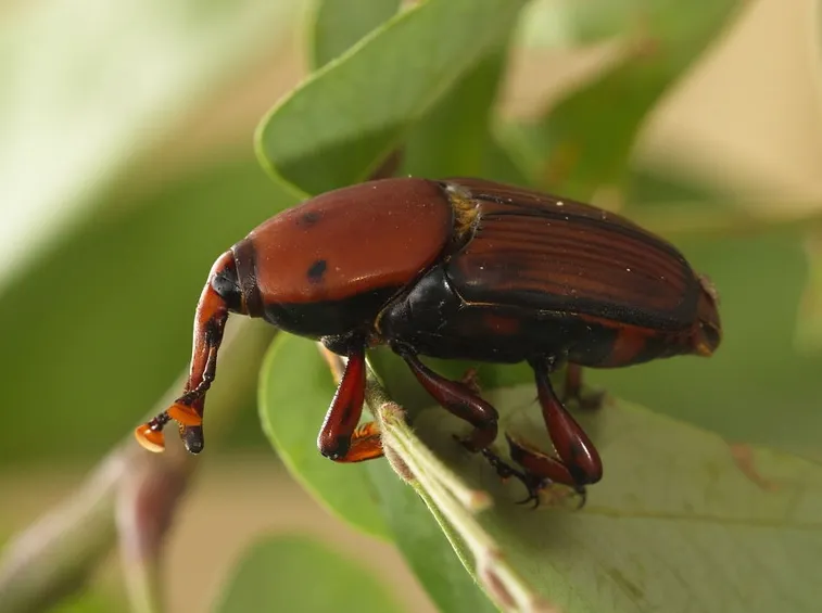 Punteruolo rosso