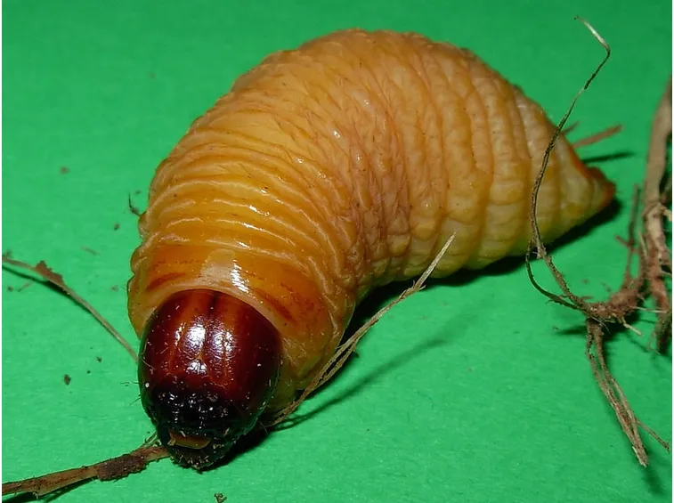 Larva punteruolo rosso