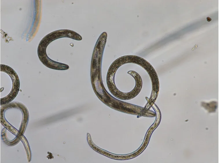 Nematodi