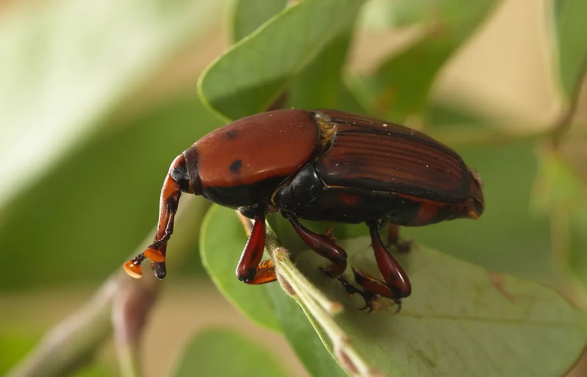 Punteruolo rosso