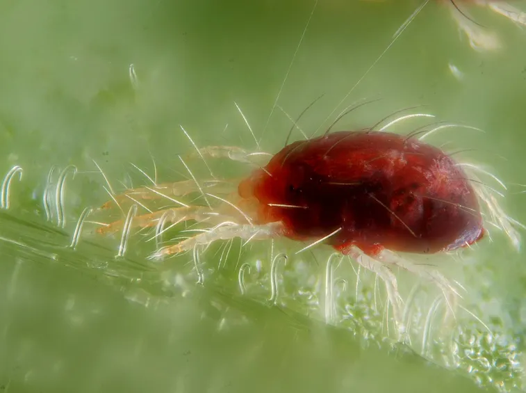 Ragnetto rosso