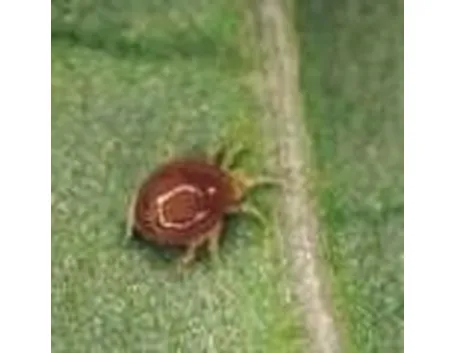 ragnettorossolotta