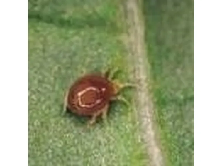 ragnettorossolotta