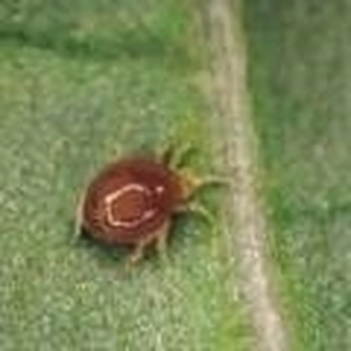 ragnettorossolotta