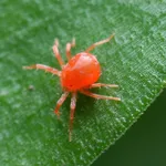 ragnetto rosso 