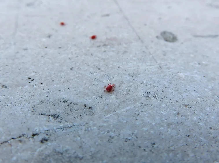 Ragnetto rosso del travertino