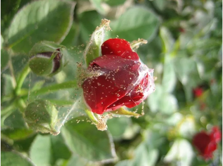 rosa colpita da ragnetto rosso