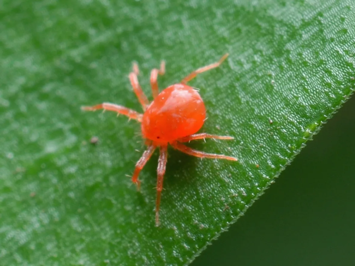 ragnetto rosso 