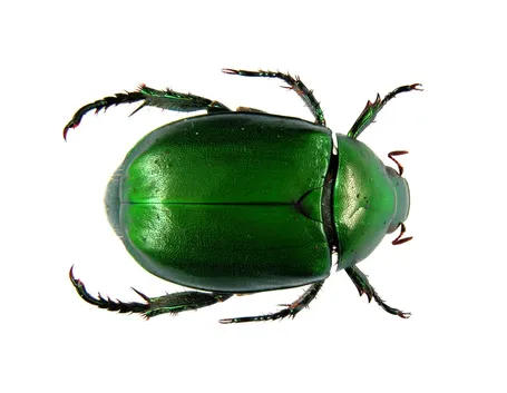 scarabei