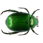 scarabei