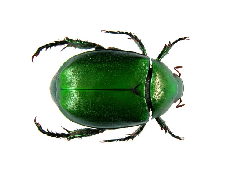 scarabei