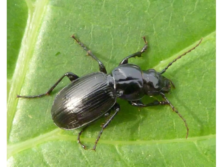 oziorrinco