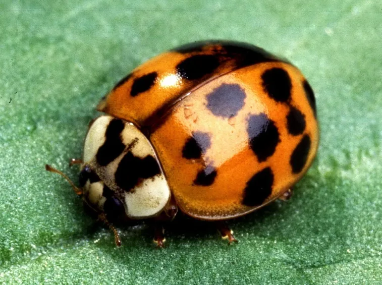 Coccinella