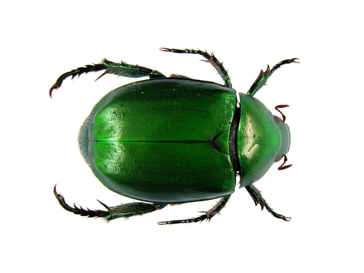 scarabei