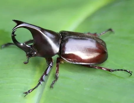 Scarabeo rinoceronte