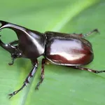 Scarabeo rinoceronte